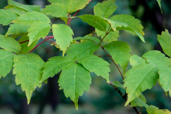 Acer cissifolium